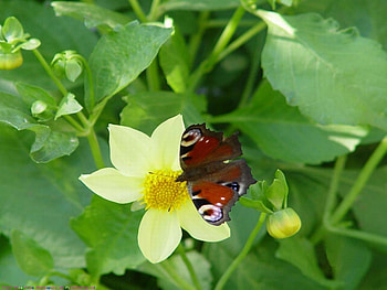 Butterflies, Insects HD wallpaper