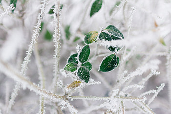 Winter, Nature, Branches, Hoarfrost, Frost HD wallpaper