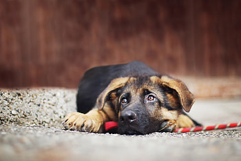 Animals, Lies, Dog, Muzzle, Sheepdog, Sheep Dog HD wallpaper