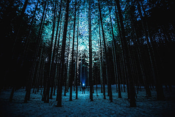 Nature, Trees, Night, Shine, Light, Forest, Human, Person HD wallpaper