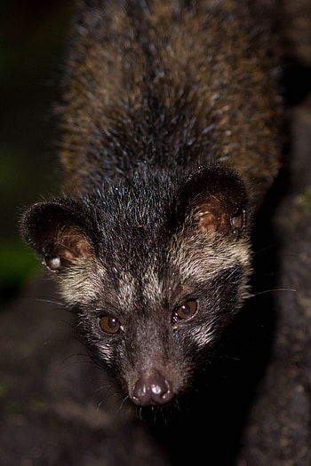 Civet cat, Unique animal, Adorable creature, Captivating mammal HD phone wallpaper