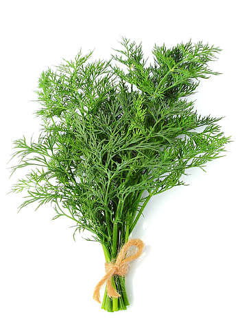 Growing and harvesting dill, Kitchen versatility, Herb's numerous uses, Culinary companion HD phone wallpaper