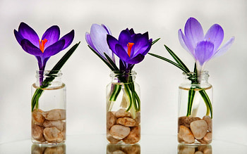 DELICATE CROCUS, arranged, bottles, deco, blossoms HD wallpaper