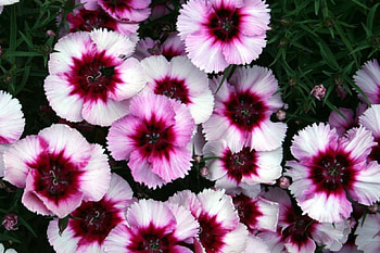 nature, pink, flower HD wallpaper