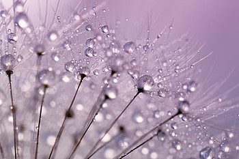 Dandelion, dew drops, close up HD wallpaper