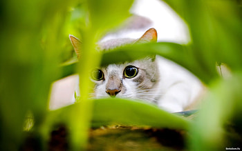 Animals, Cats, Grass HD wallpaper
