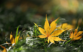 Leaf close-up, High-definition beauty, Intricate details, Nature's marvel HD wallpaper