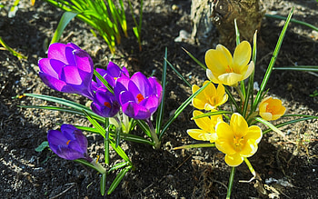 Crocuses, purple, flowers, yellow HD wallpaper
