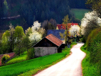 noname, road, forest, village HD wallpaper