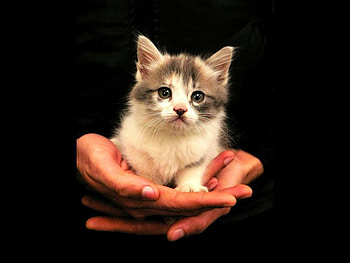 Kitten in Hands, kitten, cute, in hands HD wallpaper