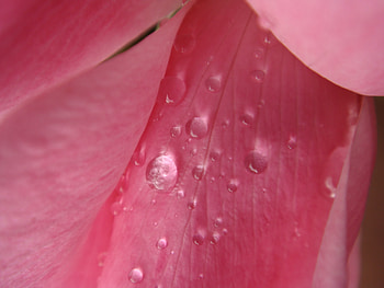 shimmer, rain, beautiful, rose, pink, red, flowers, water, macro HD wallpaper