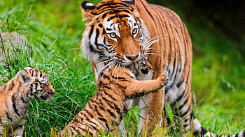 Animals, Grass, Young, Tiger, Care, Cubs HD wallpaper