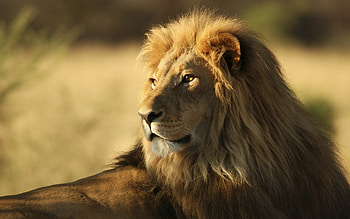 African Lion, lion, animals, forest, king, predator HD wallpaper