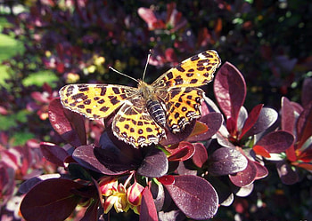 Butterfly, cool, on leaves HD wallpaper