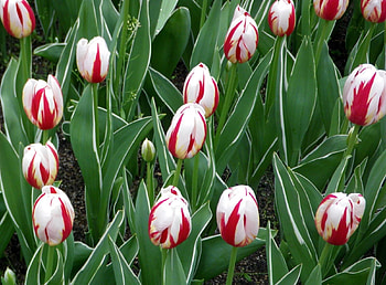 Flowers, Tulips, Bright, Flower Bed, Flowerbed, Spring, Variegated, Mottled HD wallpaper