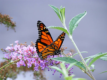 Butterflies, Insects HD wallpaper