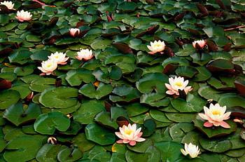 adi, nature, flowers HD wallpaper