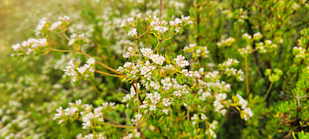 Floral Closeup - White Flowers Green Bushes, white, green, plant, close-up, flower, graphy, nature HD wallpaper