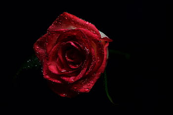 A detailed close-up of a blooming red rose adorned with dewdrops against a dark backdrop. Ideal for romantic themes. HD wallpaper