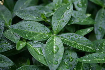 Leaves, Drops, Macro, Dew HD wallpaper