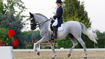 Dressage sports, Horse training for dressage, Interactive guide, Equine education HD wallpaper
