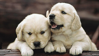 Cute doggies, Pet animals, Puppy love HD wallpaper