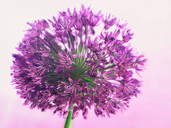 Grass, Flower, Plant, Macro, Petals HD wallpaper