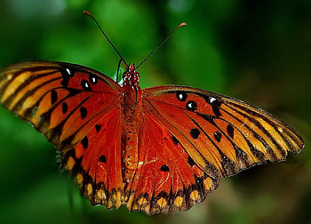 Large Beauty, greenery, close up, orange butterfly HD wallpaper