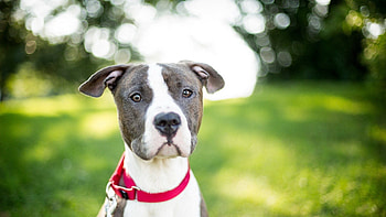 Animals, Dog, Muzzle, Blur, Smooth, Sight, Opinion, Collar HD wallpaper