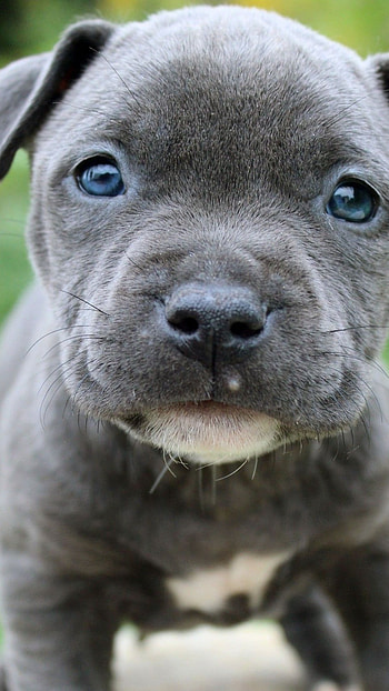 Pitbull Dog, Puppy Pitbull HD phone wallpaper
