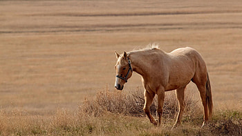 Animals, Grass, Stroll, Horse HD wallpaper