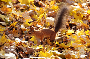 Protein red fluffy tail, Autumn squirrel HD wallpaper