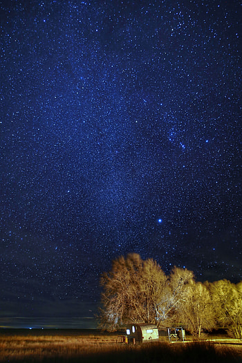 Nature, Trees, Stars, Night, Starry Sky, Darkness HD phone wallpaper