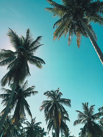 Stunning low-angle view of palm trees against a vibrant blue sky, capturing the essence of paradise. HD phone wallpaper