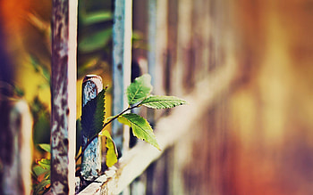 Grass, Leaves, Macro, Glare, Fence HD wallpaper