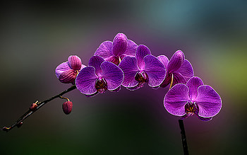 Singular Beauty, colorful, vivid, beautiful, r, orchid, flora HD wallpaper