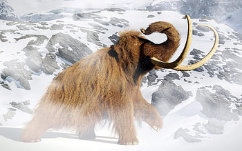 Resurrects woolly mammoth DNA, Extinction cause, Study, Mammoth's extinction HD wallpaper
