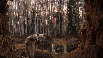 Animals, Wolfs HD wallpaper