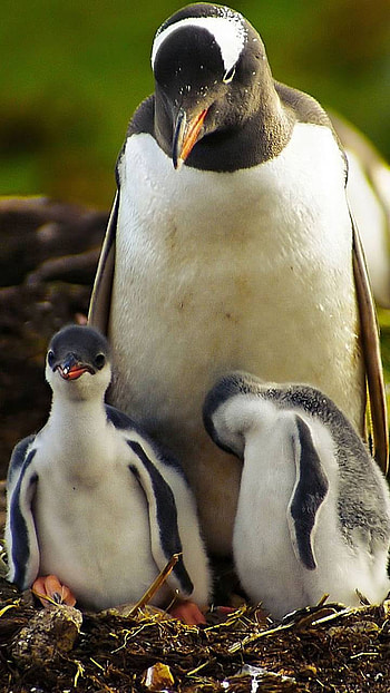 Penguin and Her Chicks, Animal, penguin HD phone wallpaper