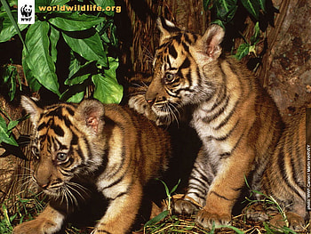 CUTE BABY TIGER CUBS, baby jaguars, furry animals, cats, kittens, cute animals, stripes, baby tigers, animals, trees, jungle, cubs, tigers, wild animals, big cats, cute tigers, nature, mammals HD wallpaper