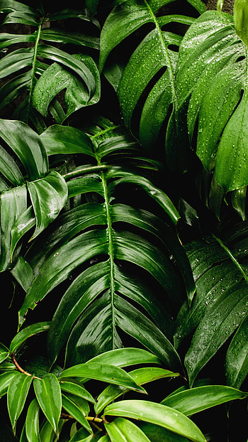 Fresh plants green leaf, Sony Xperia Z5 Premium, background HD phone wallpaper