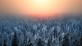 Finland travels, Frosty forest, Orange sunset, Winter ambiance HD wallpaper