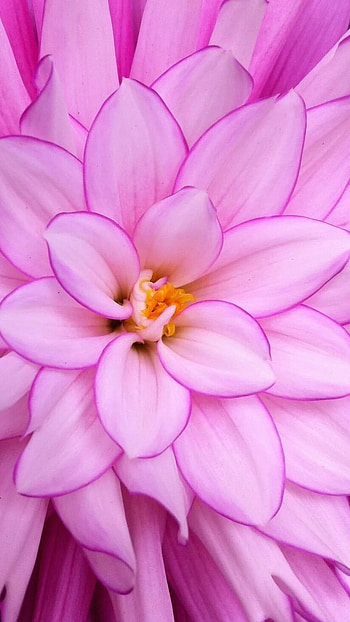 Pink Flower, Adorable Floral, aadorable floral HD phone wallpaper