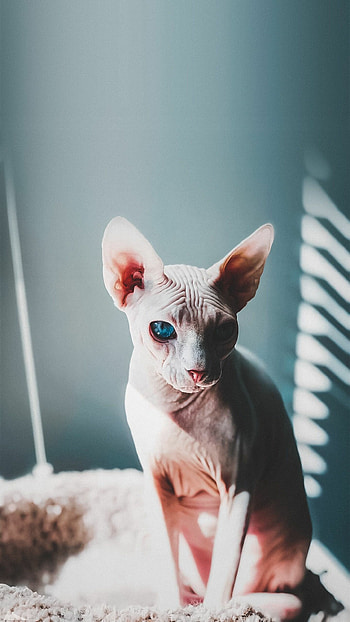 Sphynx Cat, Inspirational graphy, Elegant pose, Ethereal beauty HD phone wallpaper
