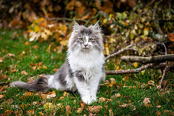 Cat, animal, pisici, norwegian HD wallpaper