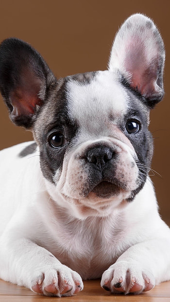 French Bulldog, Dog muzzle, Mobile , Animal graphy HD phone wallpaper