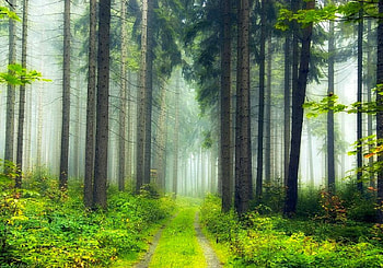 Cool Trees, trees, cool, beautiful HD wallpaper