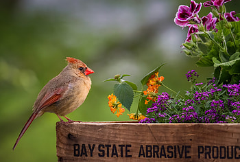 Cardinal, animal, nature, bird HD wallpaper
