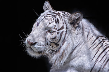Animals, Cat, Muzzle, Predator, White Tiger HD wallpaper