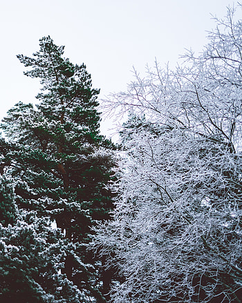 Winter, Nature, Trees, Sky, Branches, Frost, Hoarfrost HD phone wallpaper
